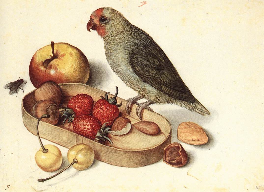 Still-Life with Pygmy Parrot dfg